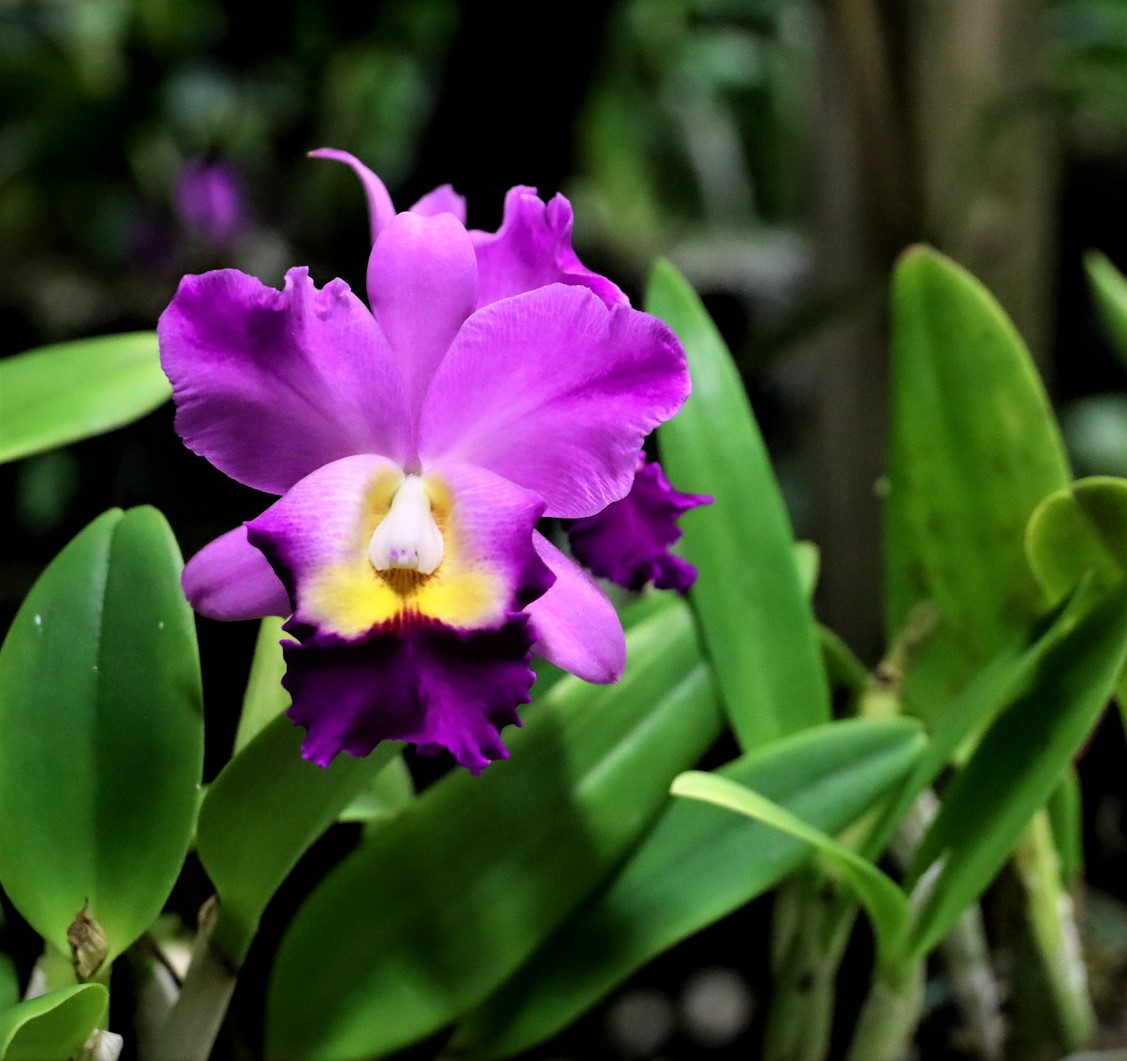 Orchid Conservatory 2