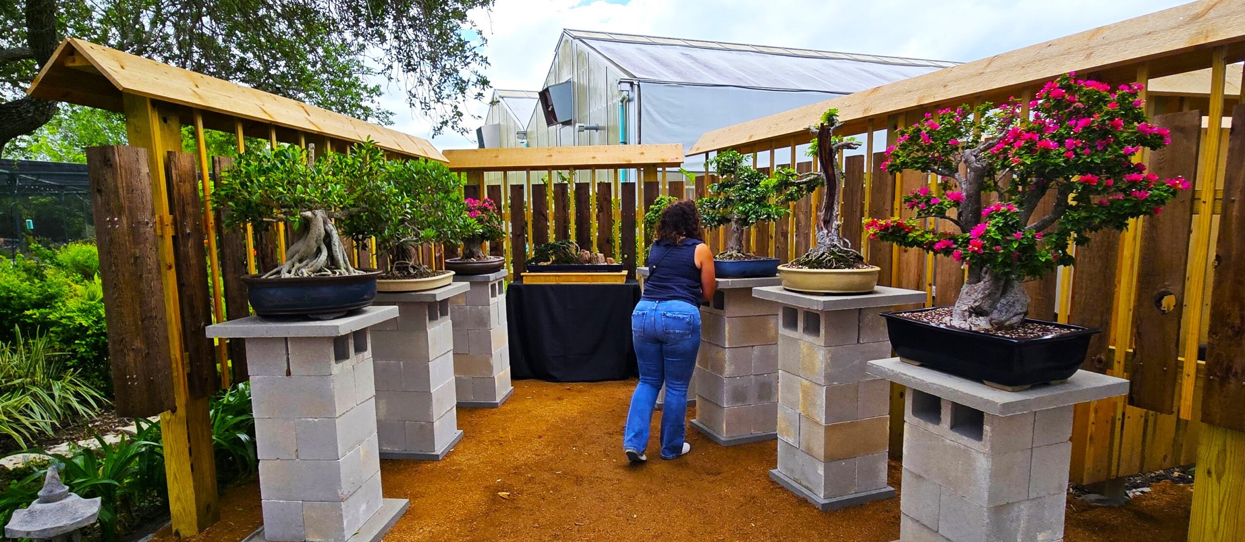 So TX Bot Gdns, New Bonsai Exhibit - Copy