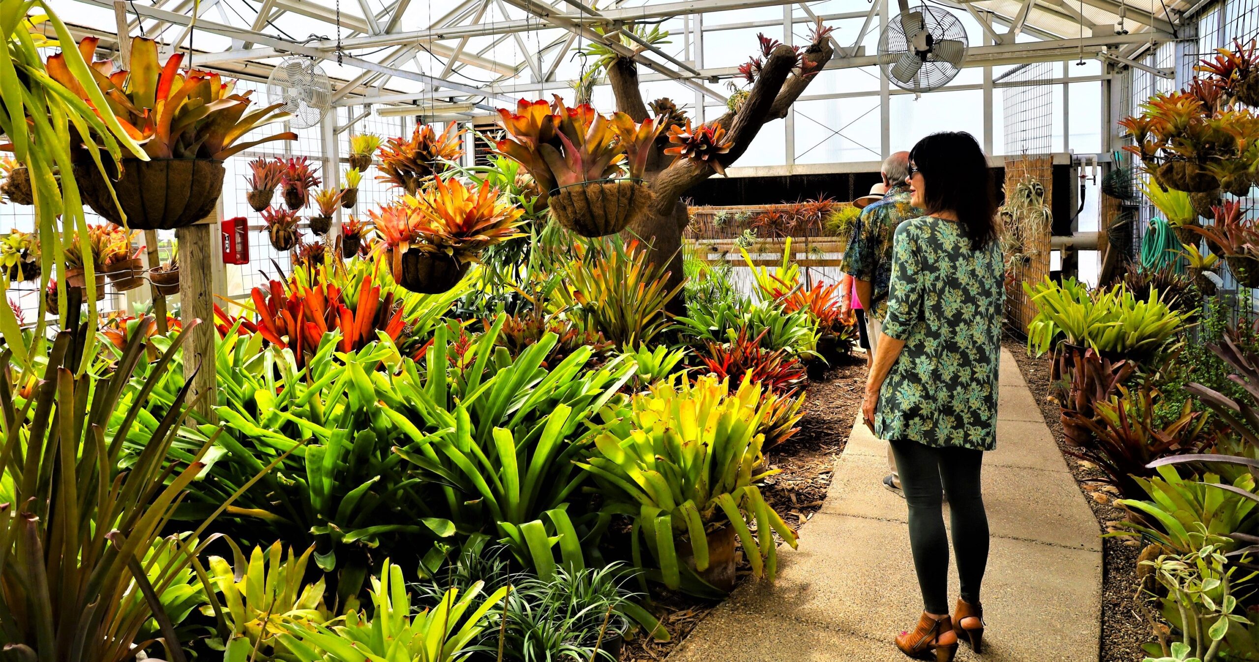 Anderson Bromeliad Conservatory,South Texas Botanical Gardens, Debbie Noble