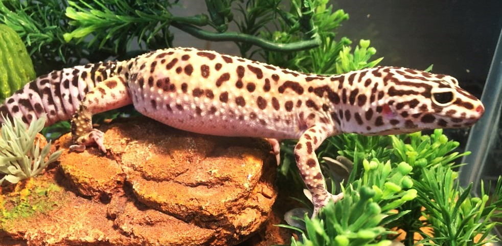 Bonnie Leopard Gecko