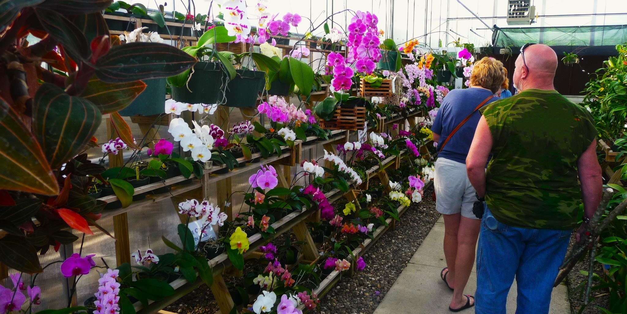 Botanical Gardens Orchid Conservatory (2) - Copy