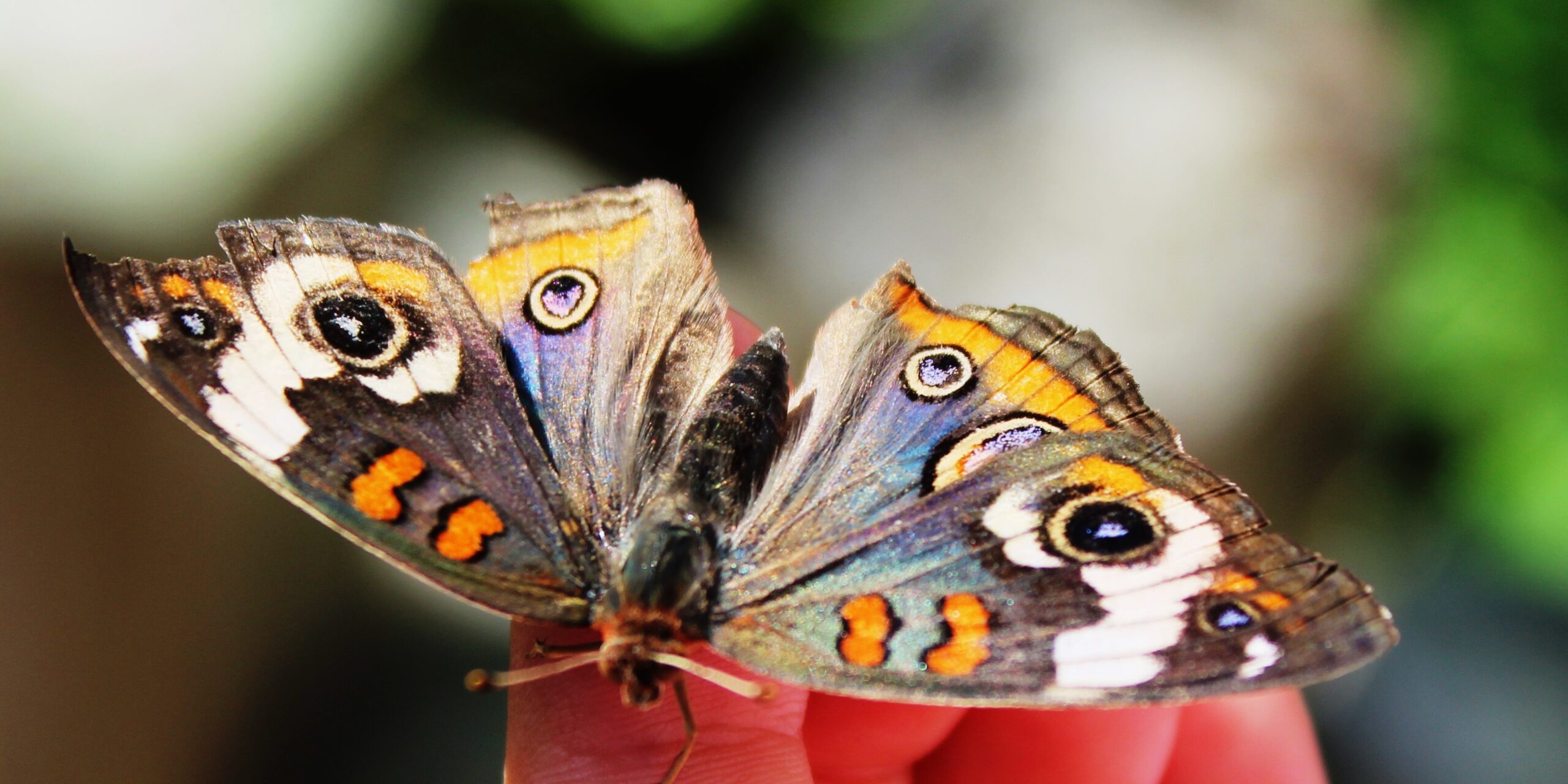 Butterfly House- Copy