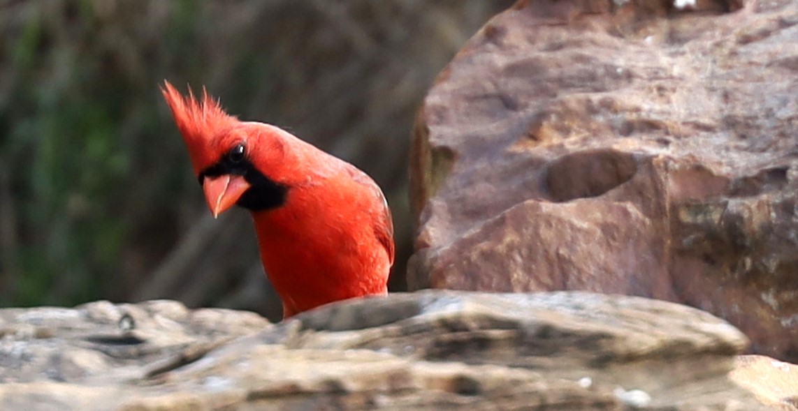 Debbie Noble - Copy (3)