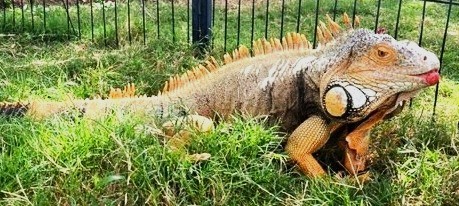 Ivan, Oct 2021 - Copy