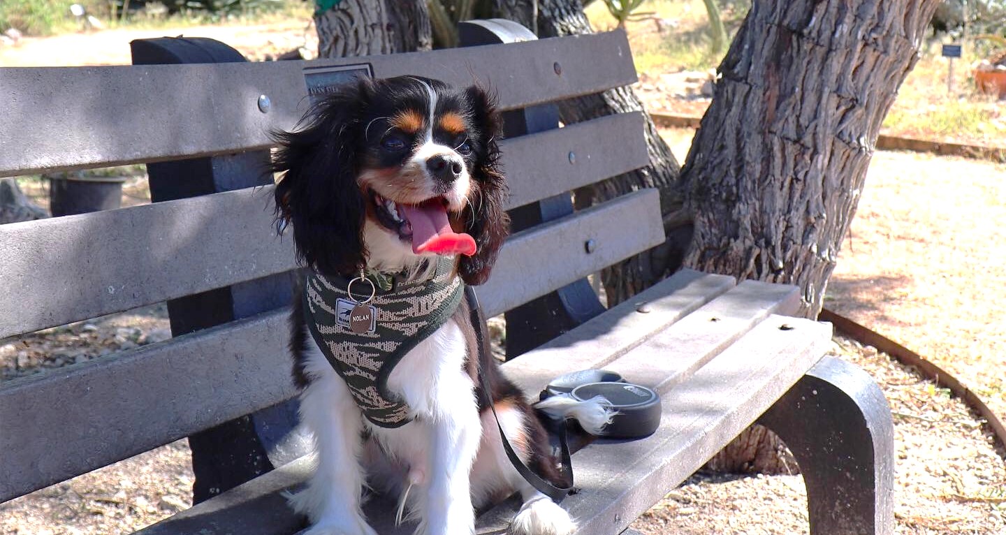 Nolan Relaxing after walk - Copy