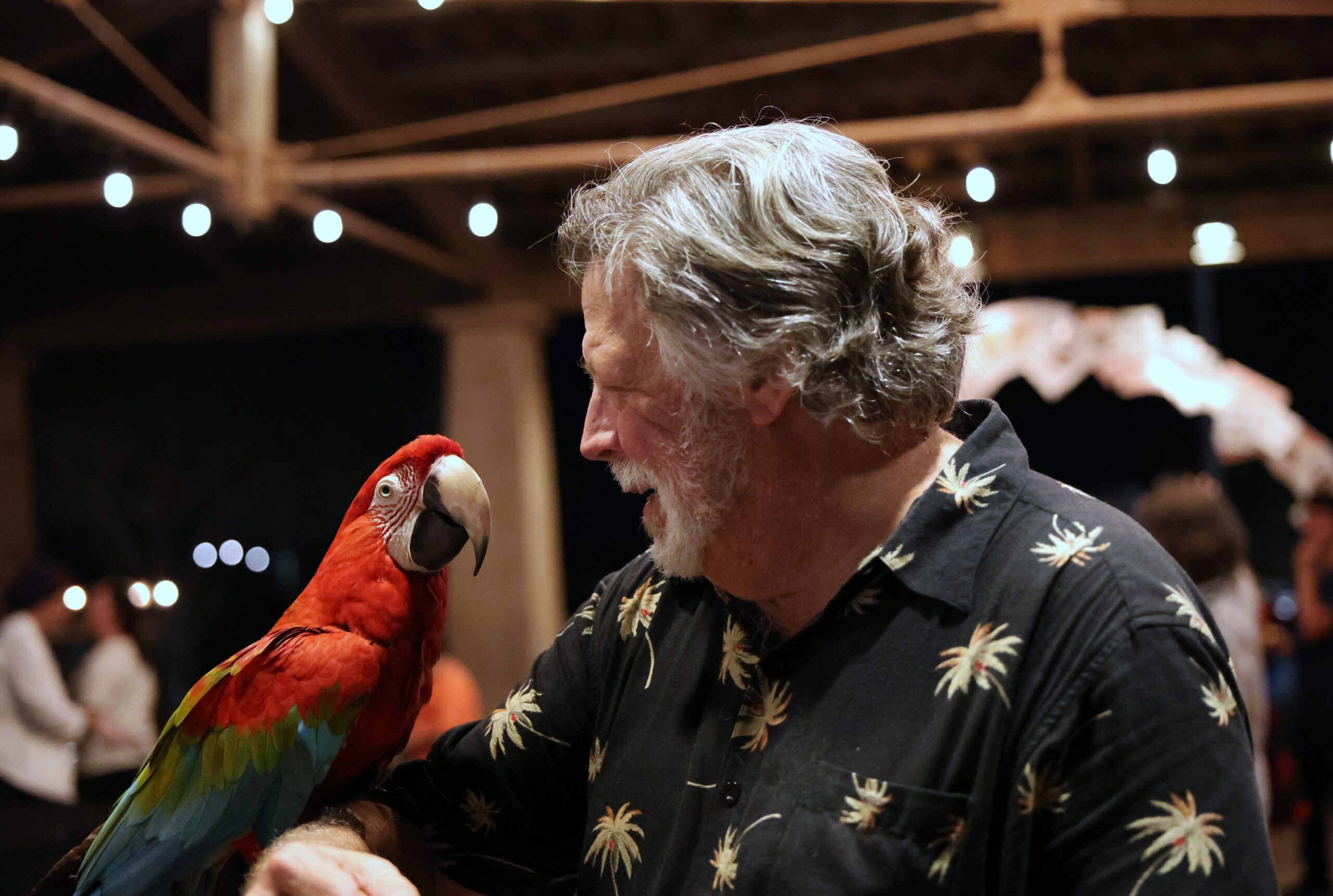Animal Parrot 8 Santa!