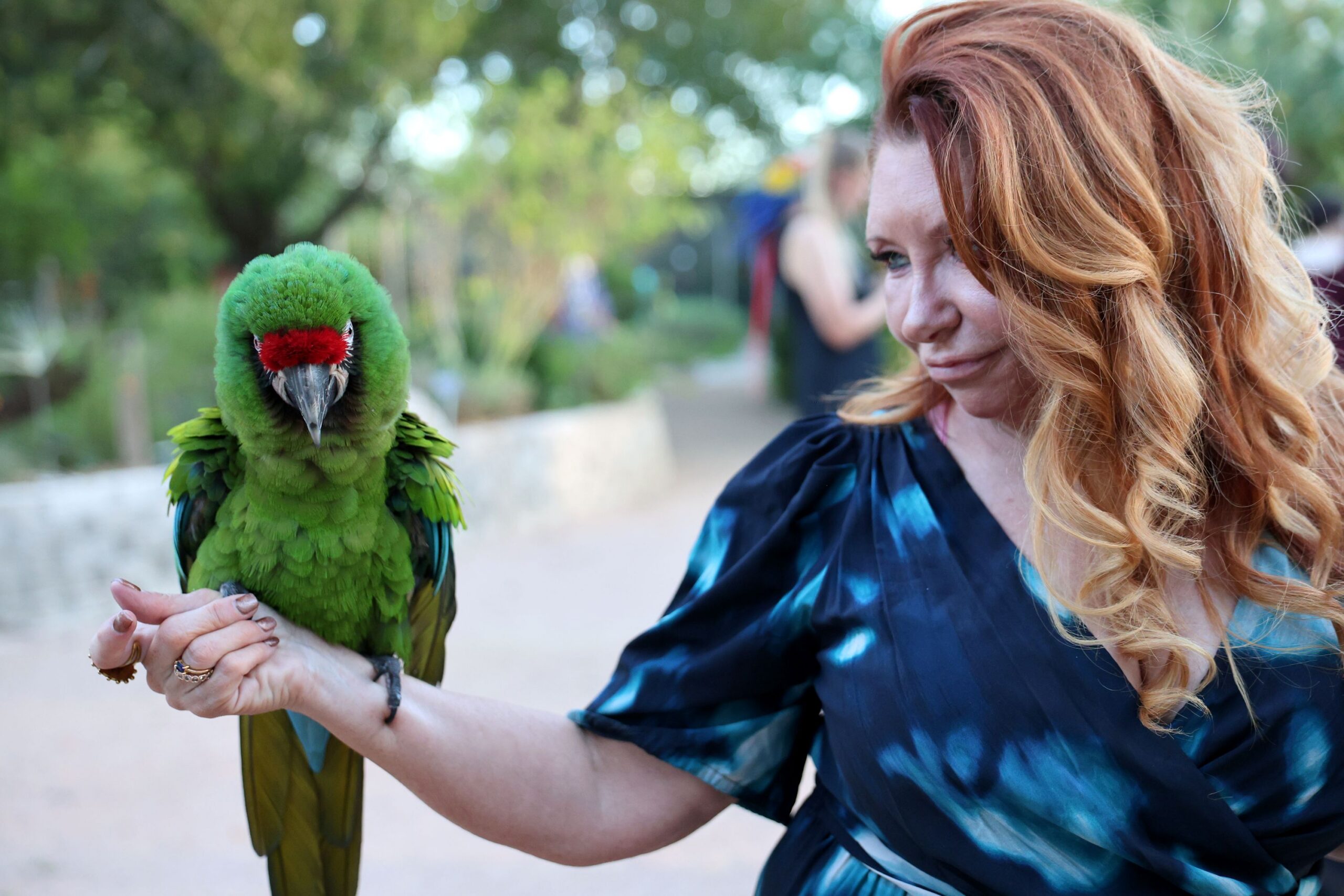 Animals, Parrot 2