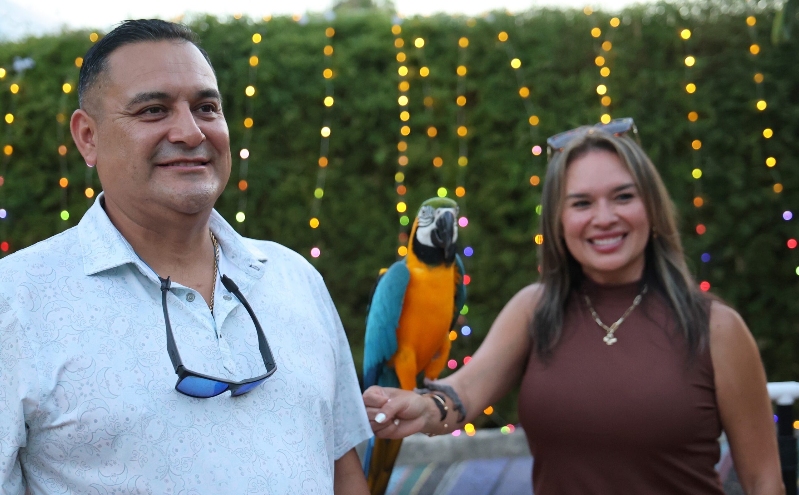 Animals, Parrot 4