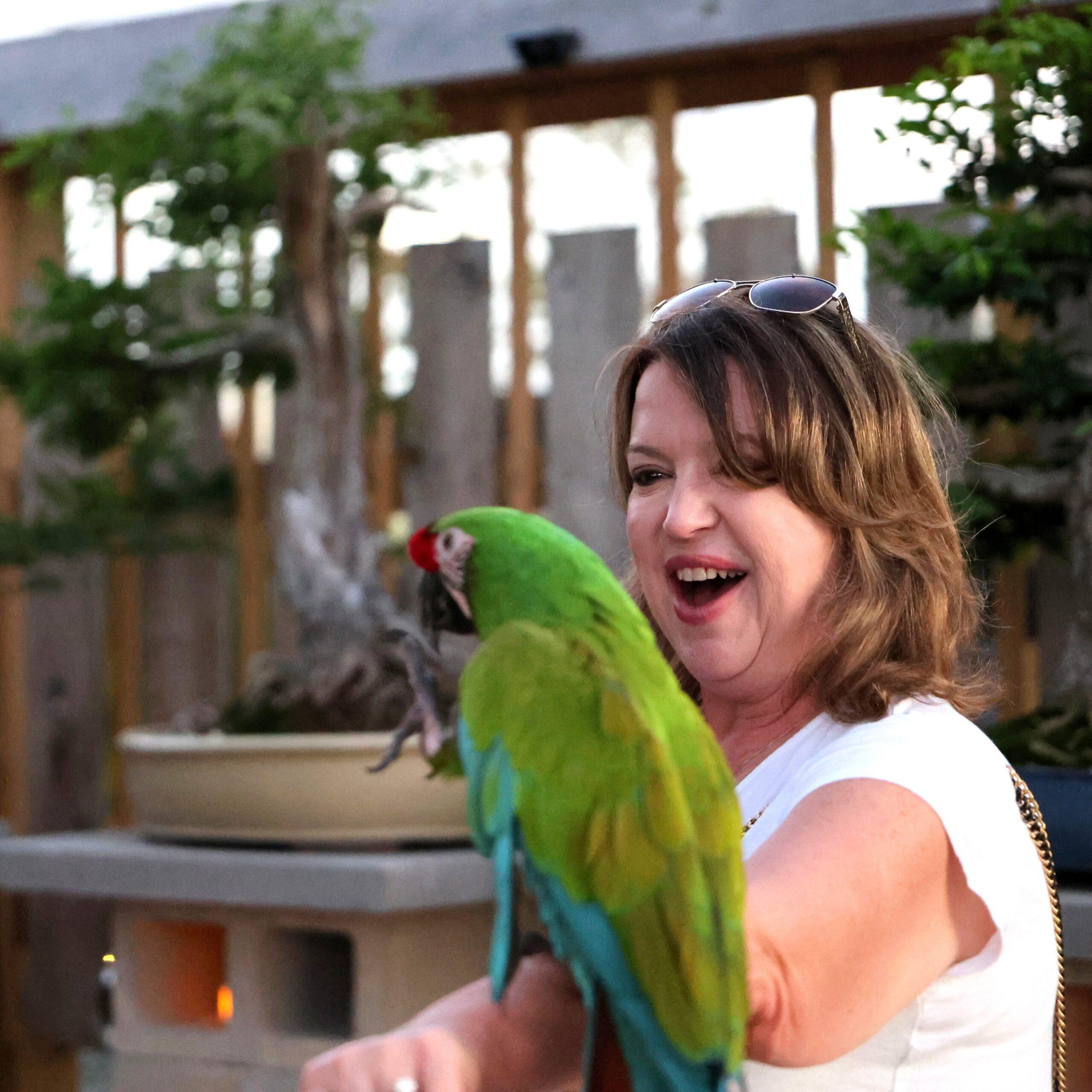 Animals, Parrot 5