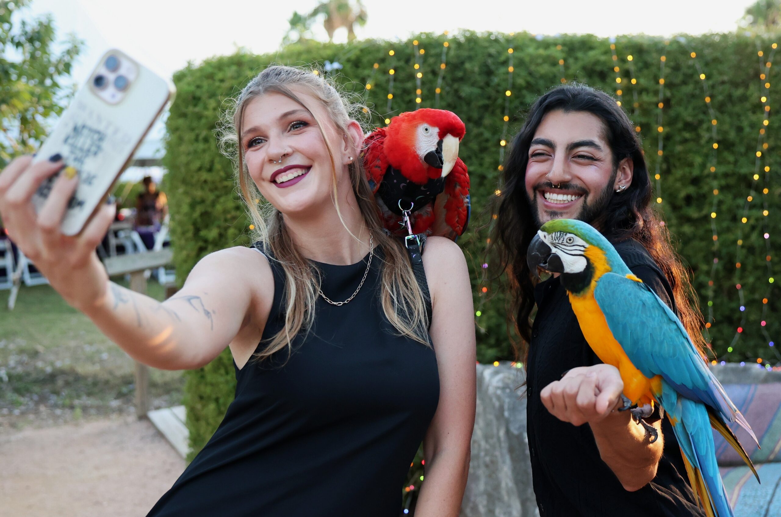 Animals, Parrots 3